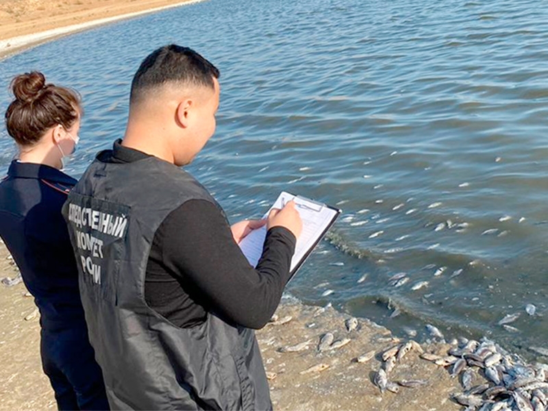 Массовая гибель рыбы зафиксирована  в водохранилище  в Калмыкии