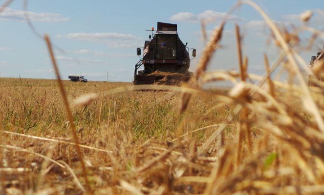 Пшеница в России перестала дорожать впервые с конца августа