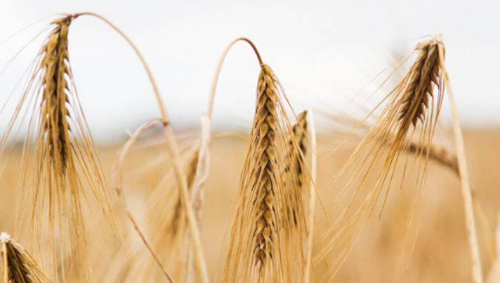 Эксперт из США предсказал длительный период высоких цен на зерно