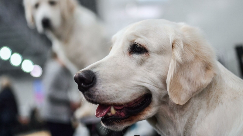 Доброе слово и собаке приятно: кинолог рассказал, зачем хвалить собаку