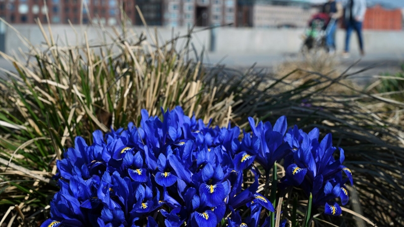 Синоптик рассказала, чем грозит резкое потепление в Москве