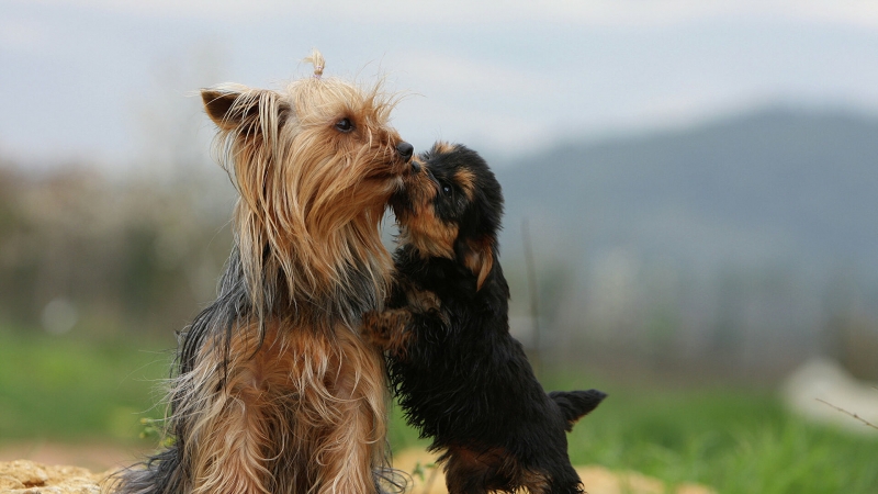 Ученые доказали способность собак ревновать