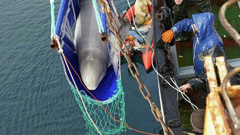 Выпущенные из "китовой тюрьмы" белухи пережили вторую зиму