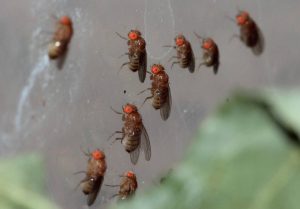 Как избавиться от мошек в квартире