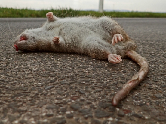 Ученые нашли связь между «омикроном» и переносчиками чумы