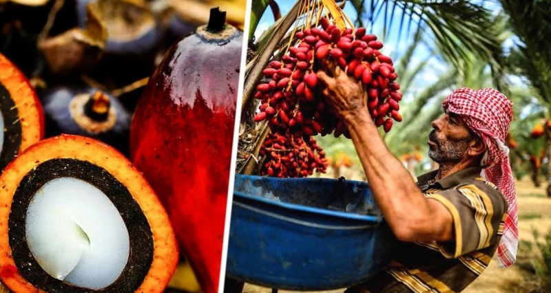 Российская туристка была шокирована после того, как узнала в Малайзии, что пальмовое масло практически везде, включая женскую косметику