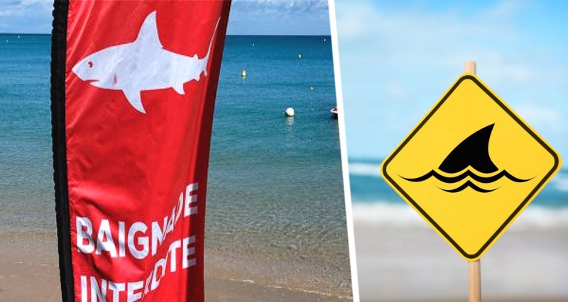 Морской дьявол вернулся на пляжи Хургады