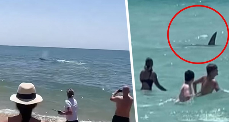 Опять акула: перепуганные туристы спасались из моря, а полиция над ними шутила