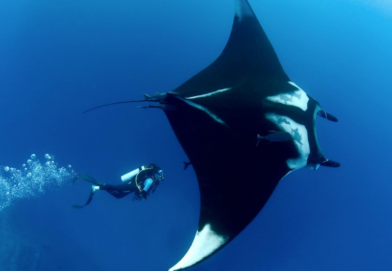 Морской дьявол перепугал туристов в Хургаде