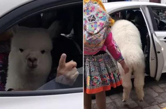 Туристы были ошеломлены, увидев, как мозоленогое животное каждый день ездит на работу в такси