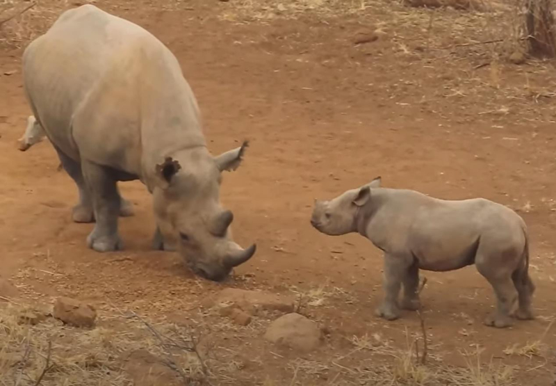 Российский турист потерял сознание после нападения носорога
