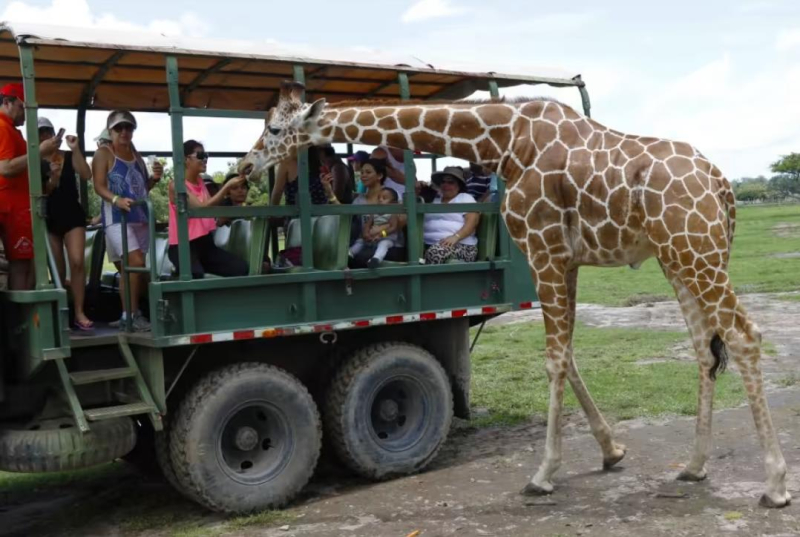 Туристов предупредили о скрытых ужасах при общении с животными в популярных странах
