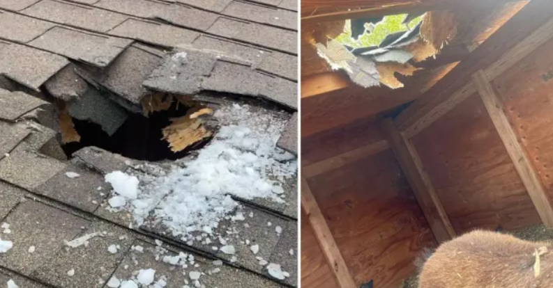 Глыба льда упала с неба, пробила крышу сарая и убила домашнюю козу семьи в результате странного несчастного случая