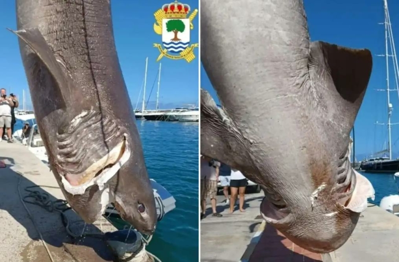 Гигантская доисторическая акула с шестью рядами пилообразных зубов найдена в Средиземном море рядом с курортом