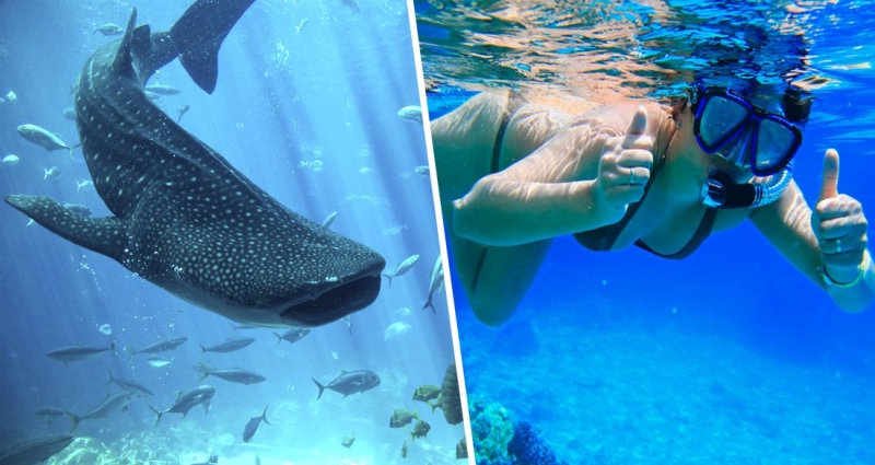 У пляжей Хургады появилась гигантская акула после 9-месчного отсутствия: перепуганные туристы с детьми теперь в море не ходят от греха подальше