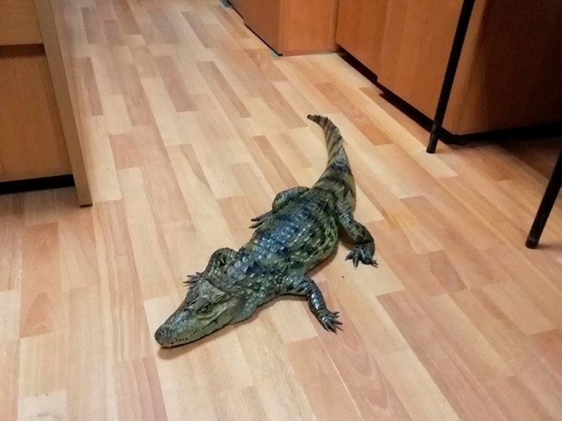 В Вологодской области мужчина, недавно освободившийся из колонии,  пришел в полицию с крокодилом