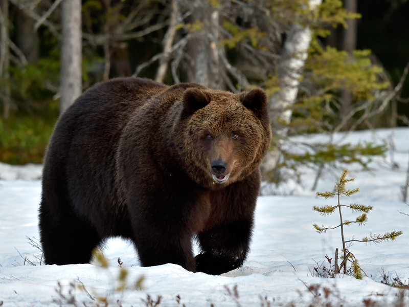 Власти Подмосковья  разрешили отловить медведя-шатуна, замеченного под Мытищами
